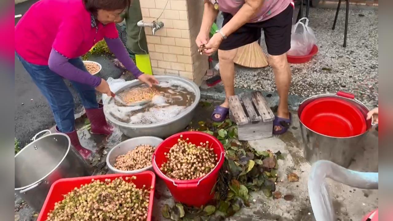 破布子盛產季！　訪間流傳破布子可解芒果毒性