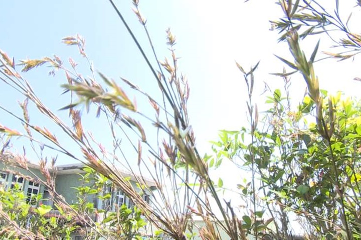  宜蘭壯圍竹子罕見開花！竹農卻擔心這件事