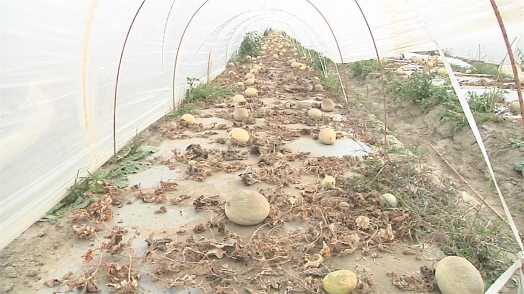 洋香瓜重鎮 台南五百多公頃急凍 藤蔓、根系全凍壞 僅能採收兩三成