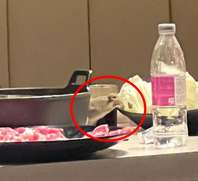 高雄火鍋店驚見「老鼠啃菜」　衛生局開罰了