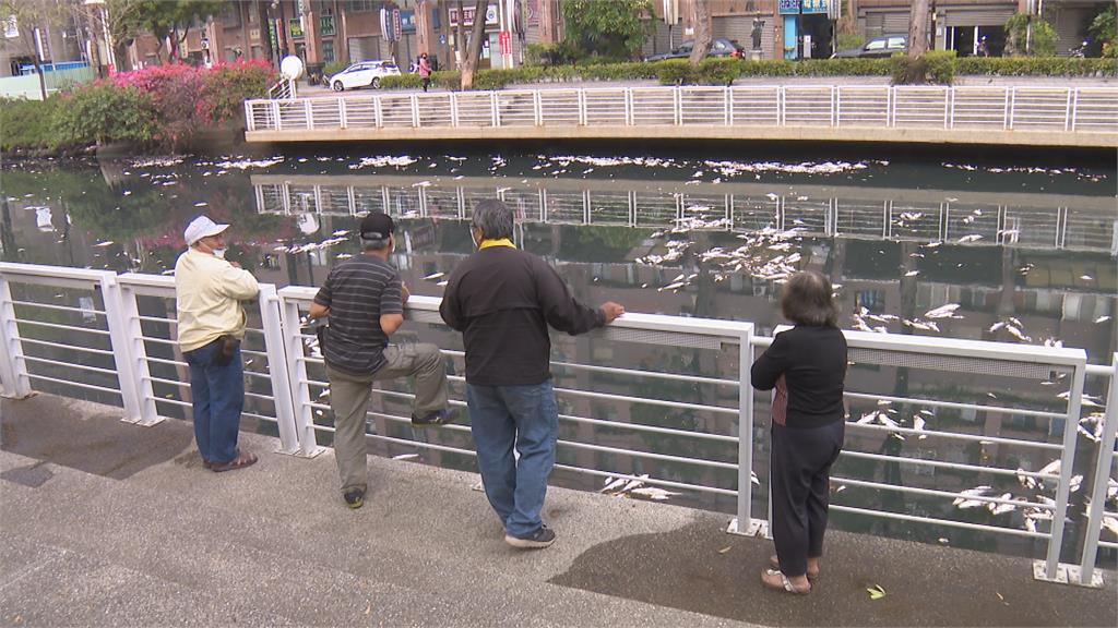 幸福川魚群暴斃 高雄水利局施工惹禍