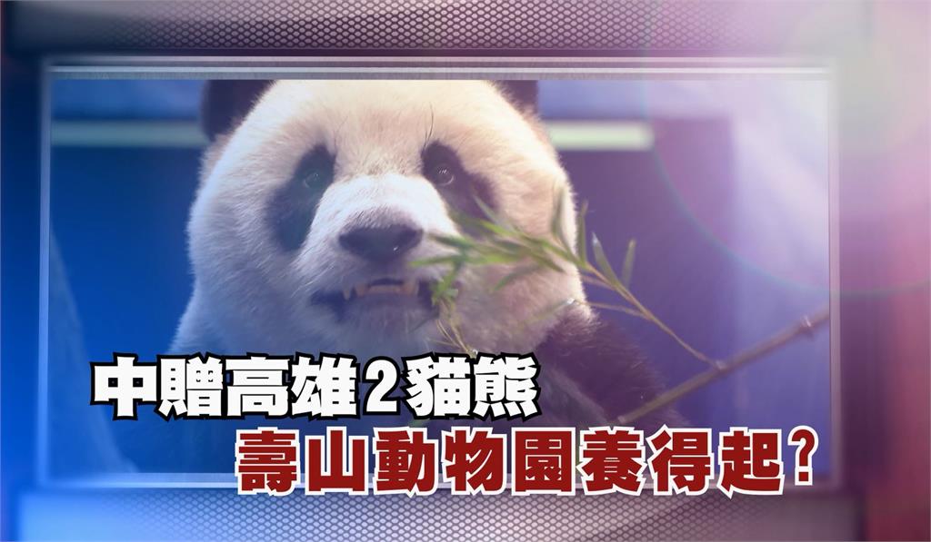 中國贈高雄2貓熊 壽山動物園養得起？｜挑戰新聞