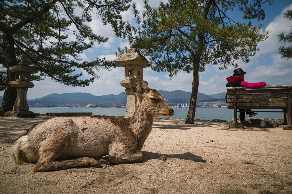 日本旅遊走到哪都遇自己人？台灣客「逆向旅遊潮」網曝竟是「這1原因」