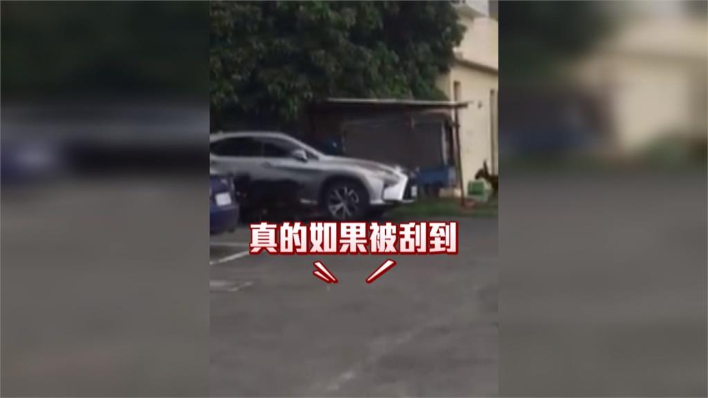 兩頭公羊打架刮花板金 百萬名車遭殃