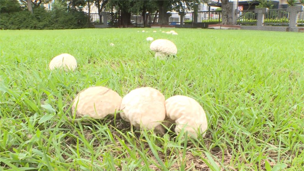 雨後野菇大爆發！專家提醒：當心有毒少碰為妙