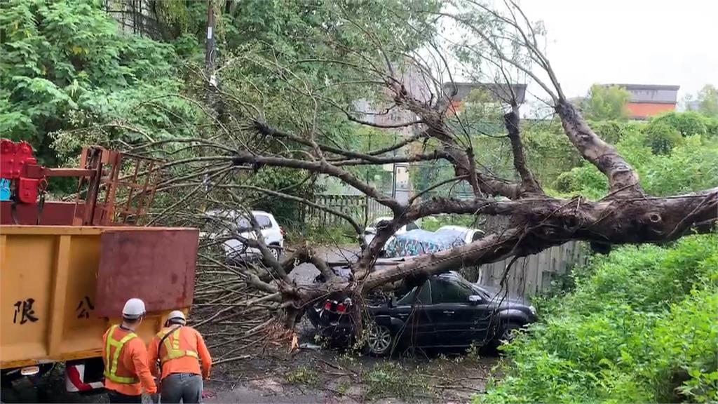 凱米發威！桃園路樹倒塌災情多　龜山車輛被壓毀、龍潭樹倒阻交通