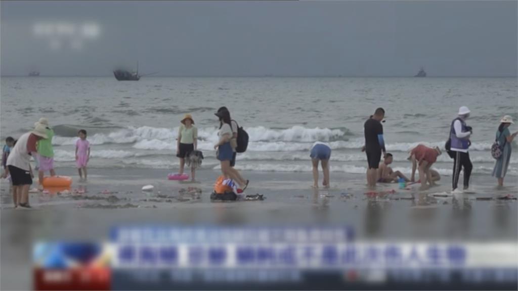 海邊戲水遭怪生物咬傷　專家稱是梭子魚幼體