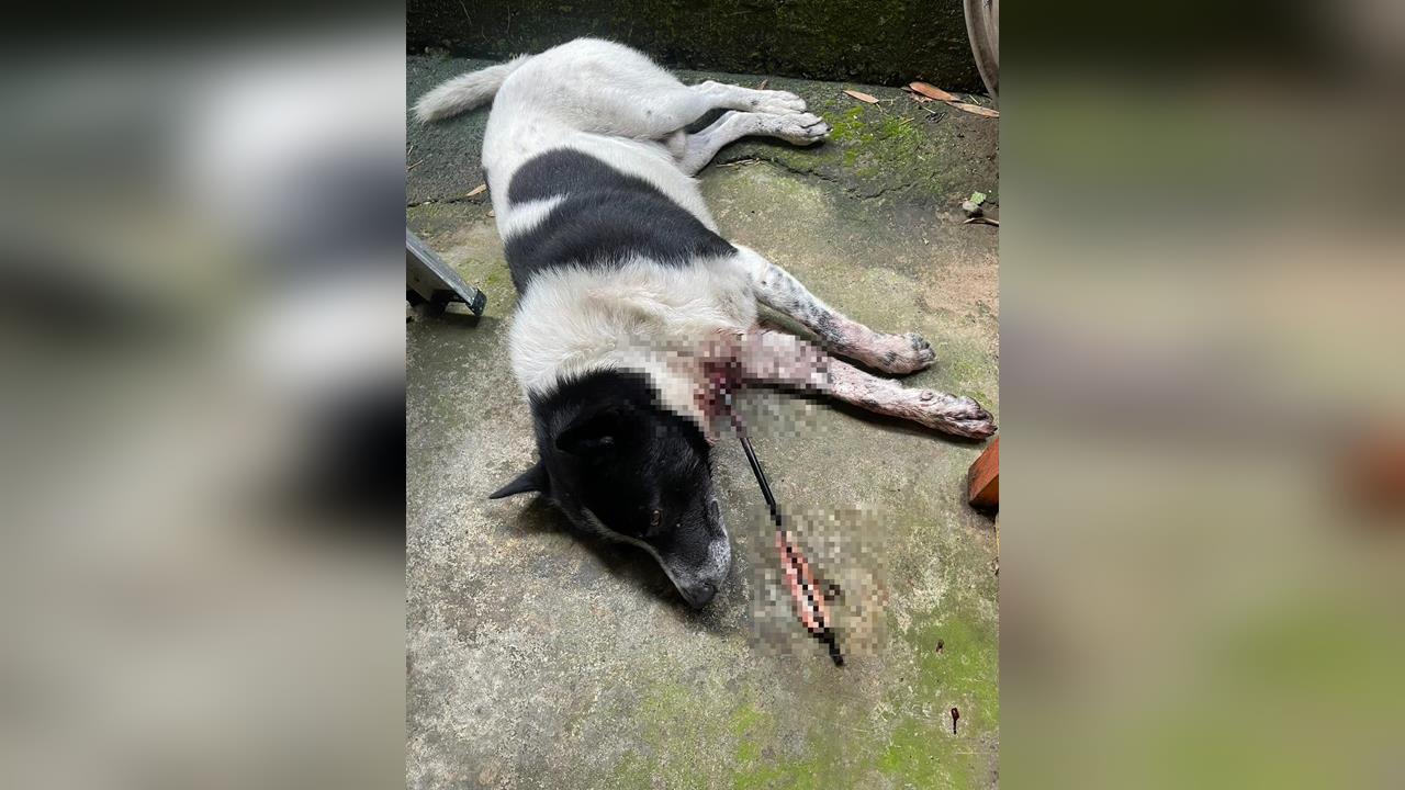 快新聞／不只一隻遇害！改造弓箭射穿犬隻頭頸遭逮　苗栗男稱「狗吠太吵」