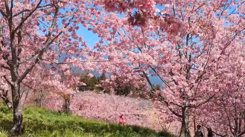 賞櫻看過來　千櫻園粉色櫻花花期估延到「這時間點」