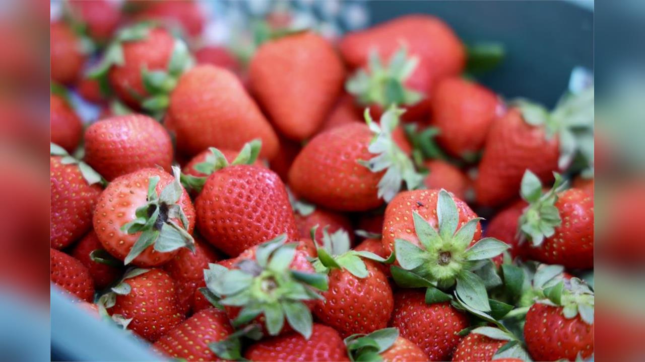 一眼看新聞／2026草莓季攻略整理　品種挑選、價格分佈與採摘防雷