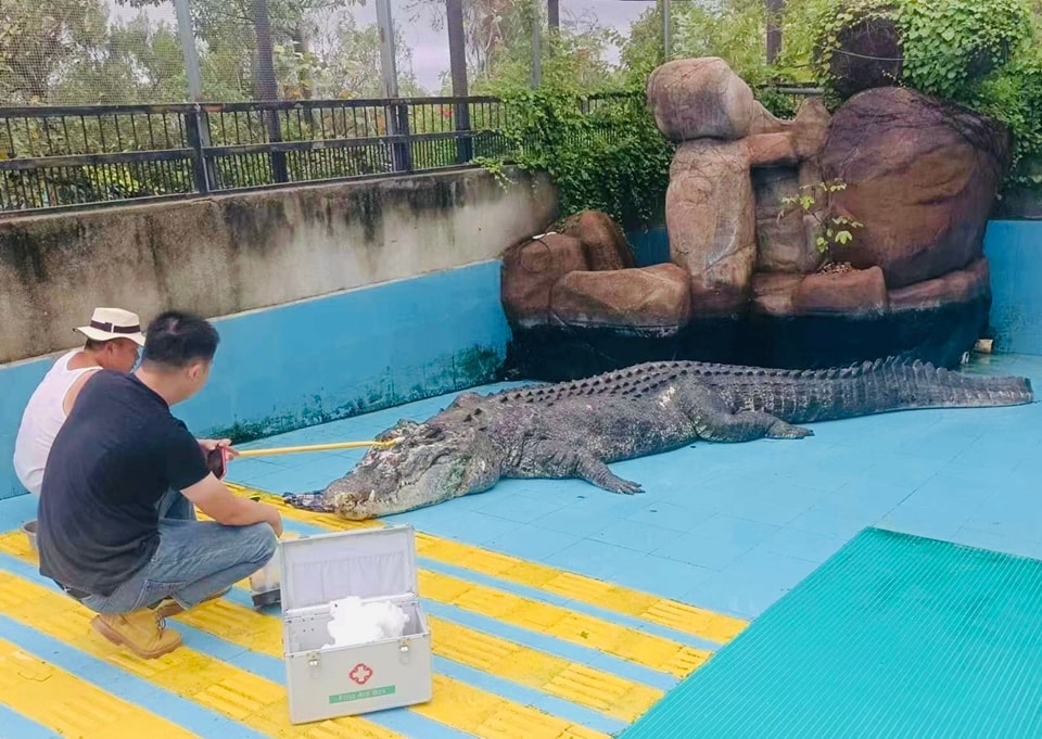 快新聞／台鱷魚小河在廈門離世「瘦成皮包骨」　網轟中國：對動物都如此何況對人