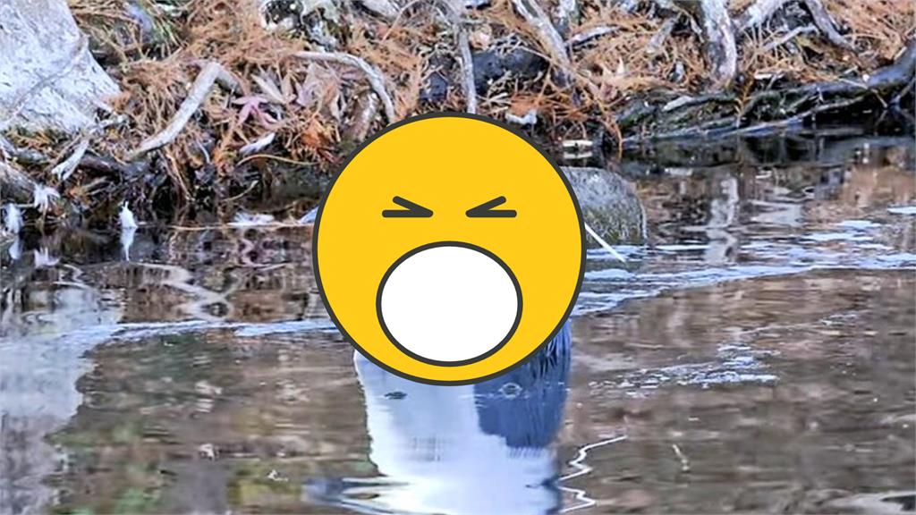 日本驚見「灰白企鵝」慵懶泡在溪裡？真實身分曝光網笑：凍到臉色發青
