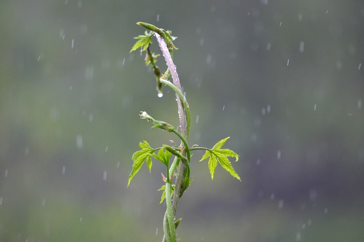 [2018/02/24]冷氣團減弱　北、東北部將下短暫雨