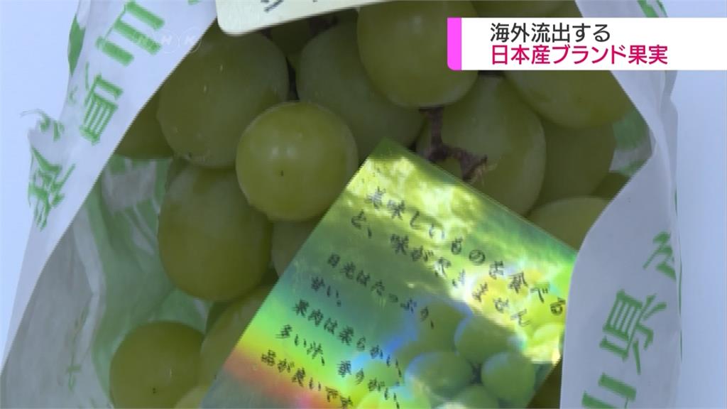 中國農民偷葡萄種苗繁殖 日本農民氣炸
