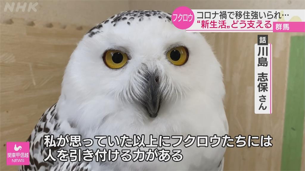 日本「貓頭鷹咖啡店」因疫倒閉 志工接手照料店內貓頭鷹