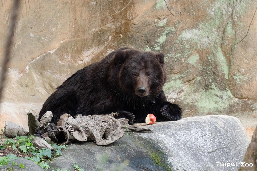 快新聞/棕熊「小喬」接受腫瘤移除手術 北市動物園曝近況