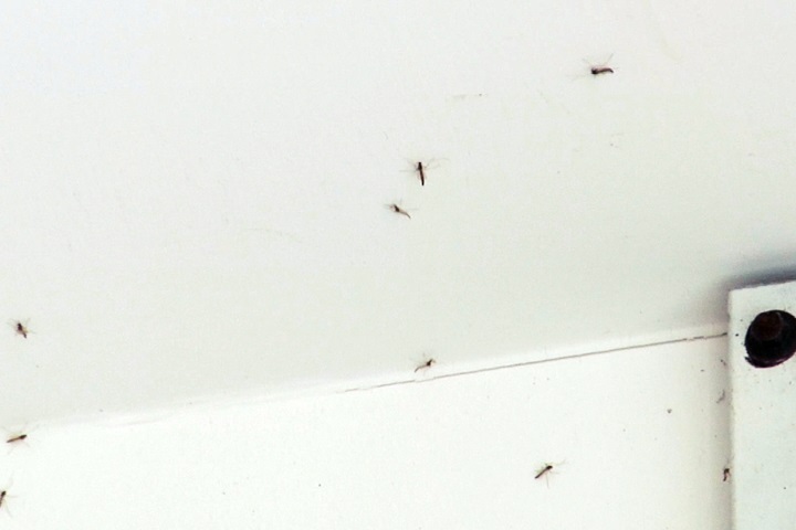 花蓮震後出現「蚊子大軍」  居民滅蚊大作戰