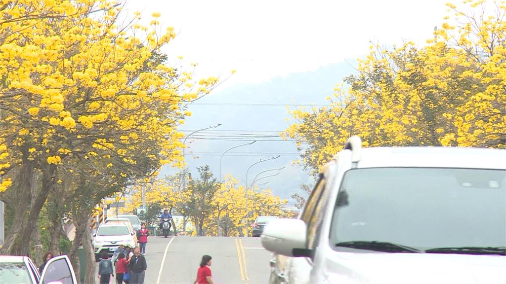 彰投台14丁線黃金大道　將移除93棵老舊風鈴木