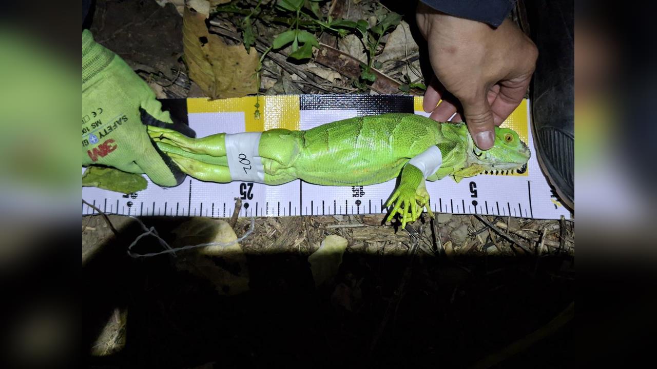 頭份一天移除２２隻綠鬣蜥　其中８隻為蜥二代　研判為繁殖熱點