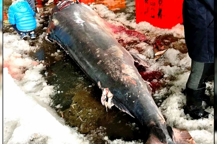 30年來最大尾！成功漁港浦獲563kg旗魚