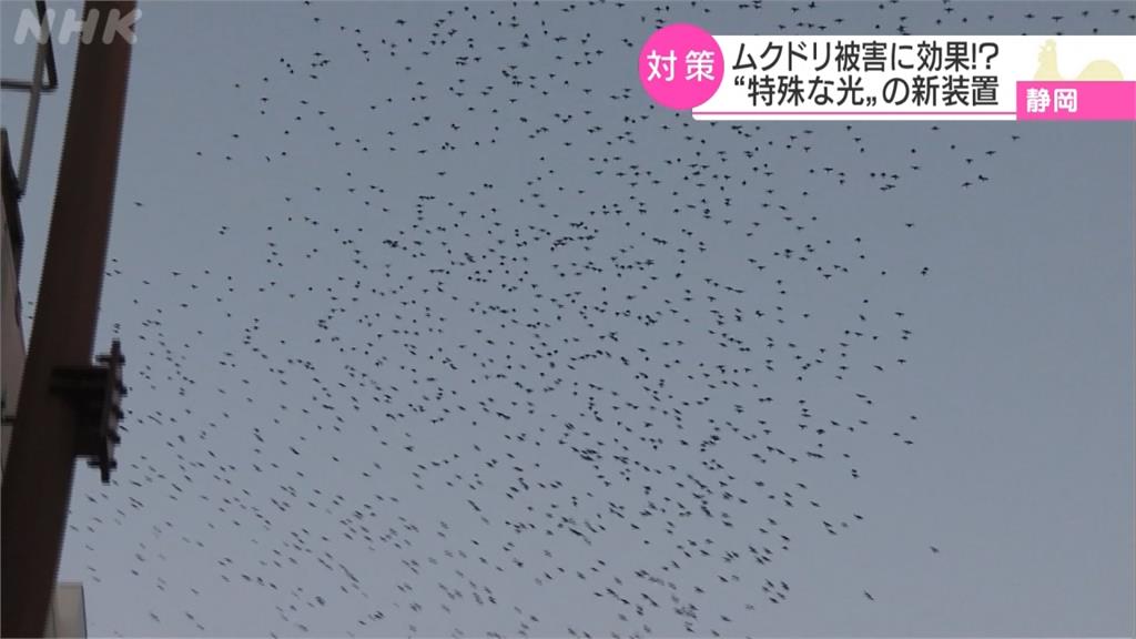 大量「黃金雨」襲擊！靜岡鳥群成災 業者自製「驅鳥神器」