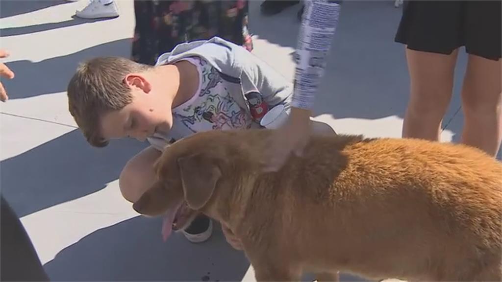 金氏世界紀錄「世界現存最長壽狗狗」　「波比」獒犬迎31歲生日
