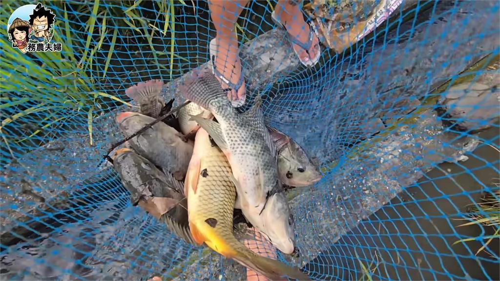 務農多快樂！小農示範「邊種田邊抓魚」　大豐收畫面網驚：還能這樣吃？