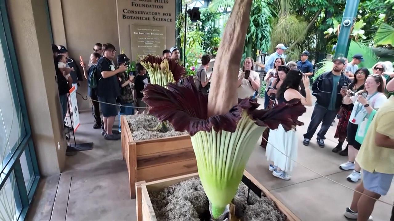 加州植物園「兩株巨型屍花」同時綻放　大批民眾排隊「聞臭」