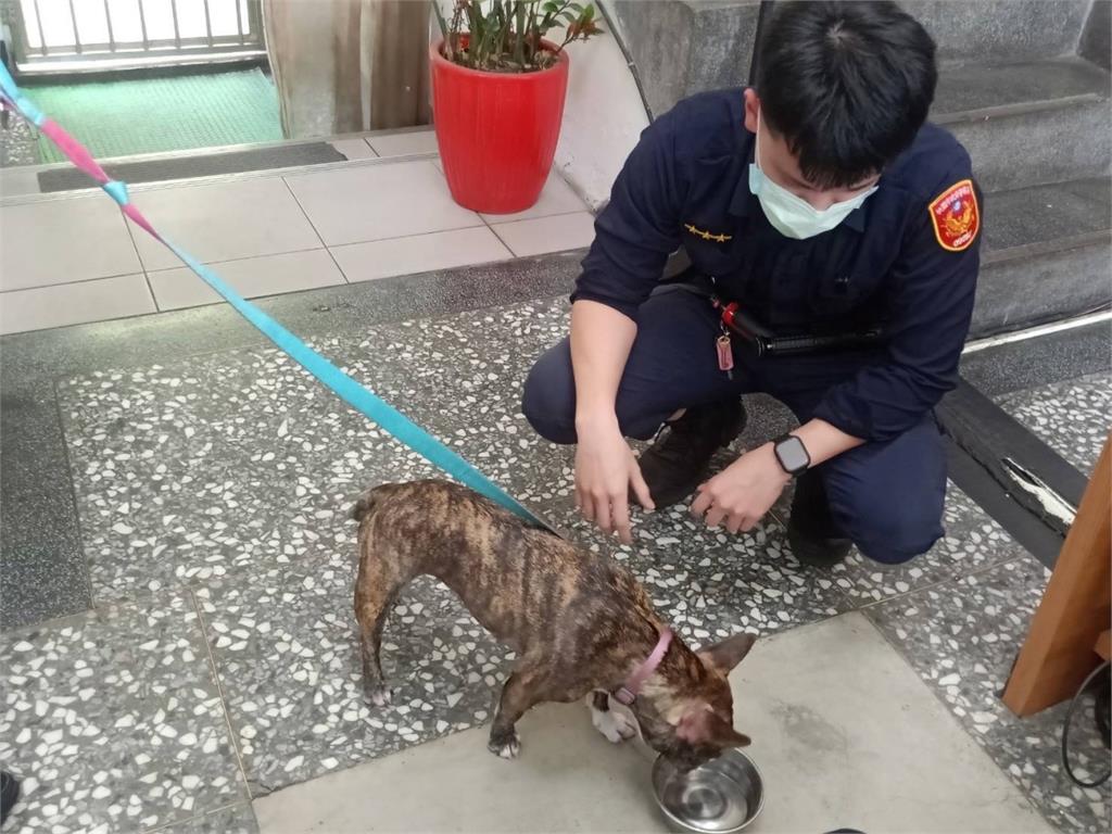 法鬥虎頭山公園迷路險中暑　龜山警民合力找主人