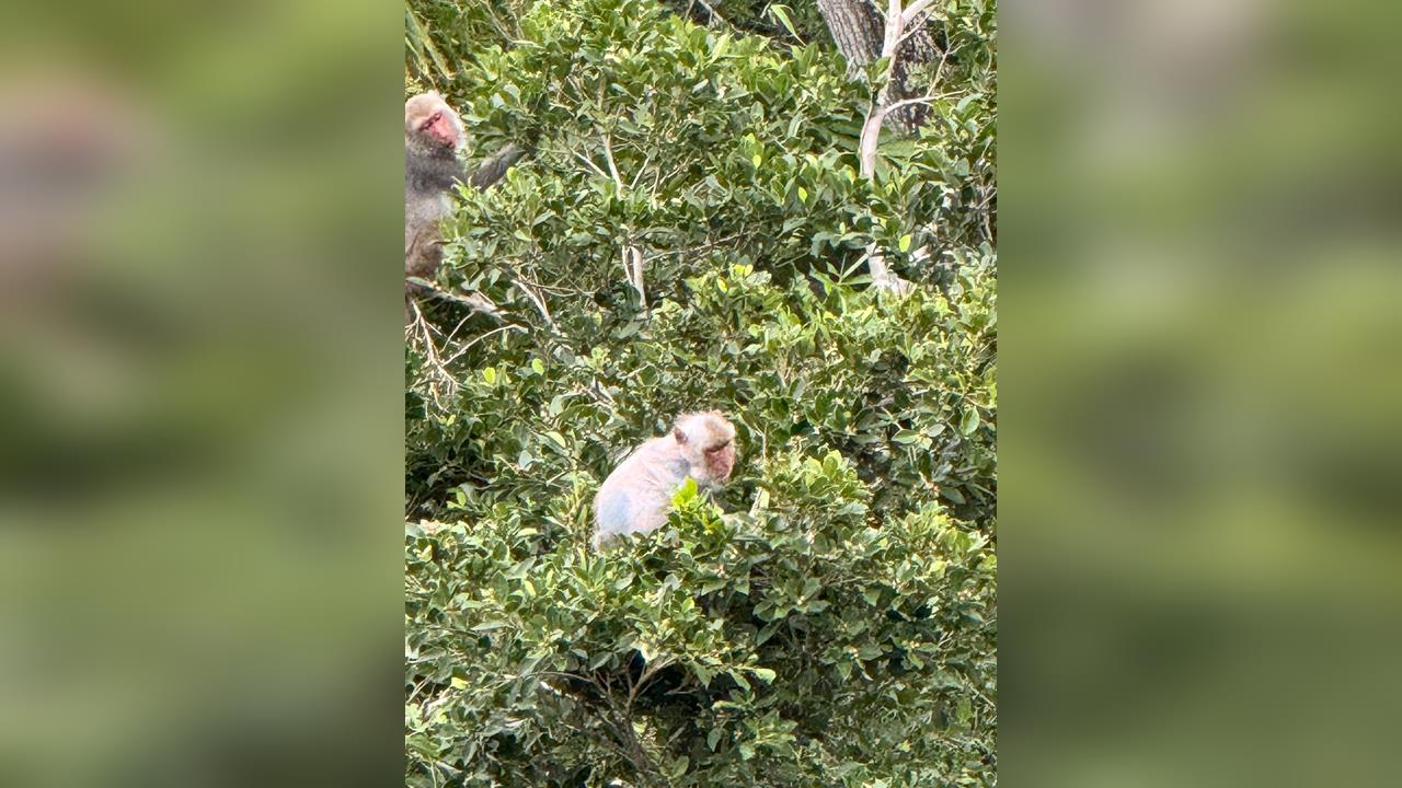 台東泰源出現光禿白猴! 旅客擔憂傳染病