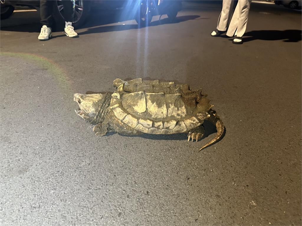 快新聞／40公斤巨型「鱷龜」桃園街上趴趴走！　警出動2神器捕獲