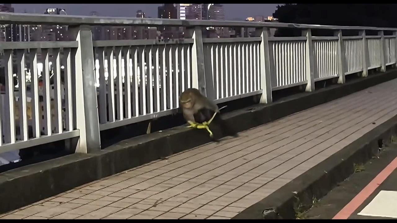 獵龍新達人！高雄彌猴抓綠鬣蜥把玩　網友反應曝光