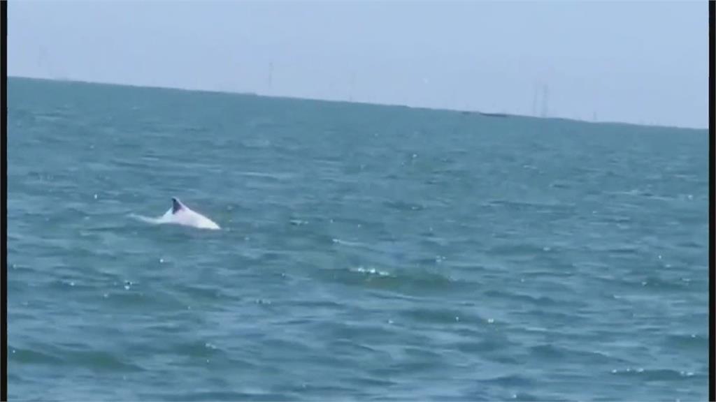 嘉義東石外海嬌客現身　白海豚成群伴遊觀光船