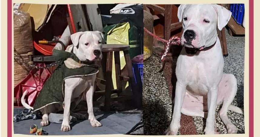 找到了？彰化杜告犬遭虐打後離奇失蹤1個月　疑成白骨「頭骨還破裂」