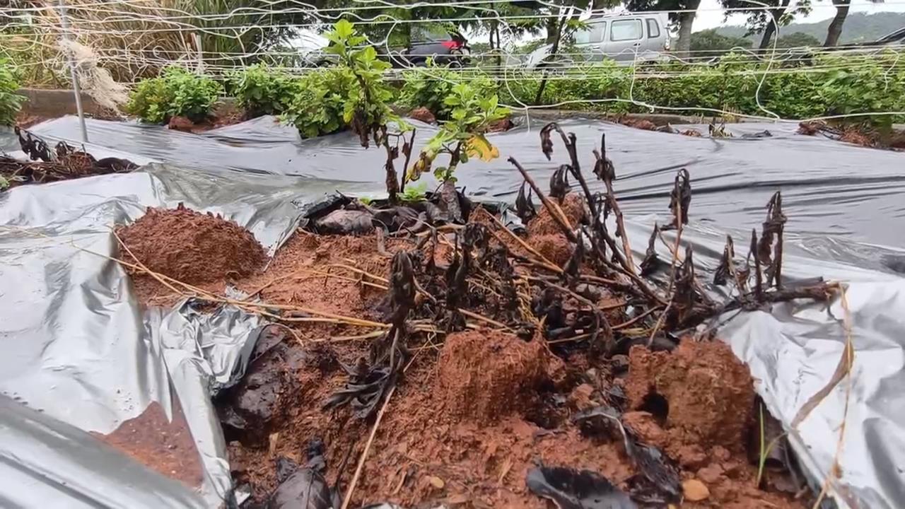苗栗銅鑼鄉高溫強降雨　杭菊受損枯萎、黑化損失近一半
