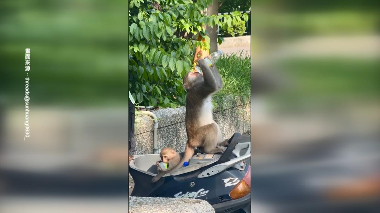 高雄壽山動物園獼猴成精！　囂張「掀機車坐墊」補水覓食
