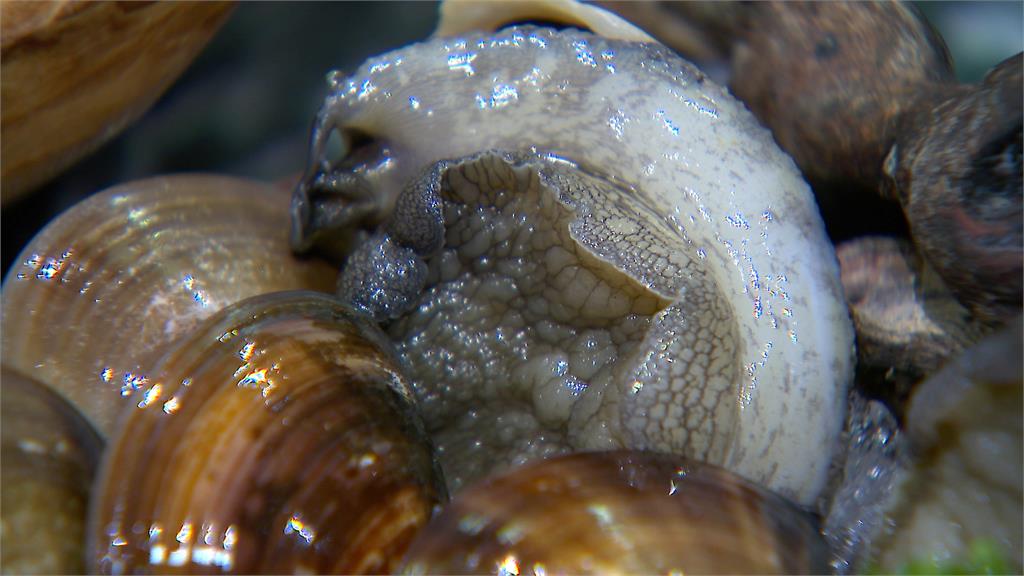 奧運火熱開打！　餐飲業推應援活動「干貝、鮑魚免費吃」