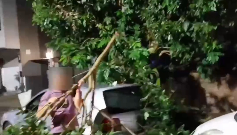 快新聞／風太大！宜蘭礁溪路樹被吹倒　轎車慘被砸