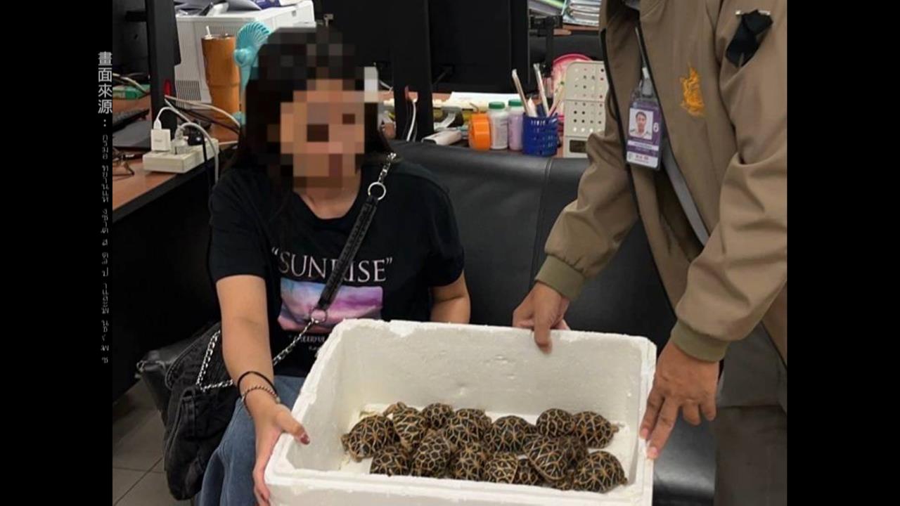 台灣乘客身綁３０隻印度星龜　企圖走私泰國機場被逮