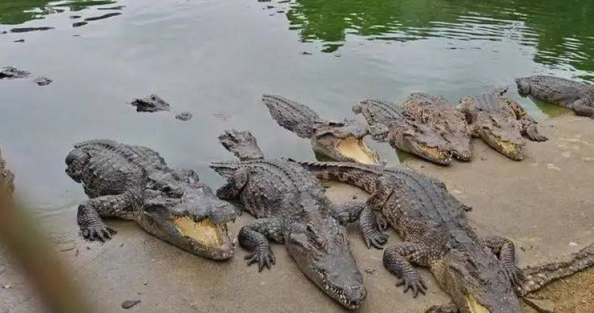 女企業家欠工程款　名下飼養「整批活鱷魚」遭法院拍賣！買家要自己抓