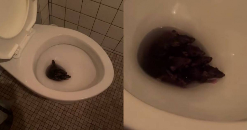 北市餐廳驚見「鼠群擠馬桶開趴」！　他問：我該沖水嗎