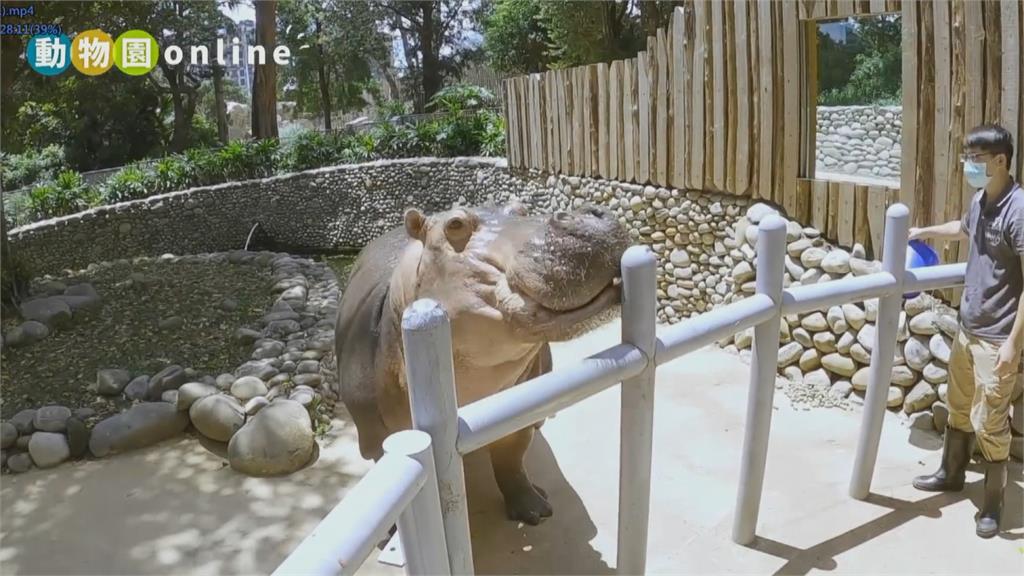 疫情宅家「線上逛動物園」　明星動物萌翻天