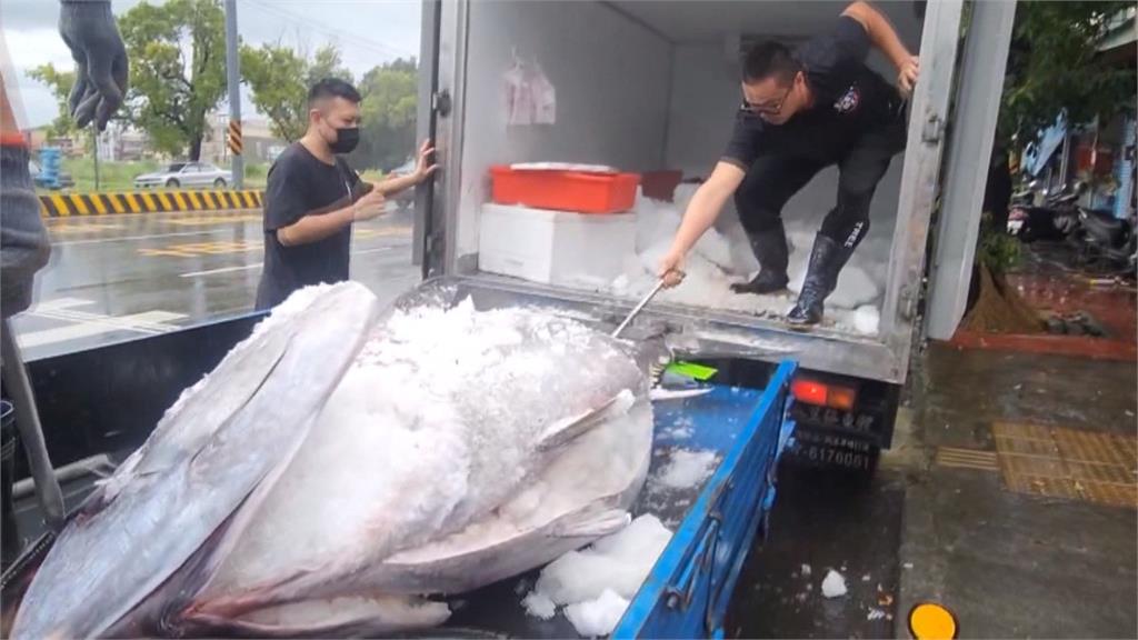 餐廳業者衝東港標黑鮪魚 秀黑鮪頂級油花搶商機