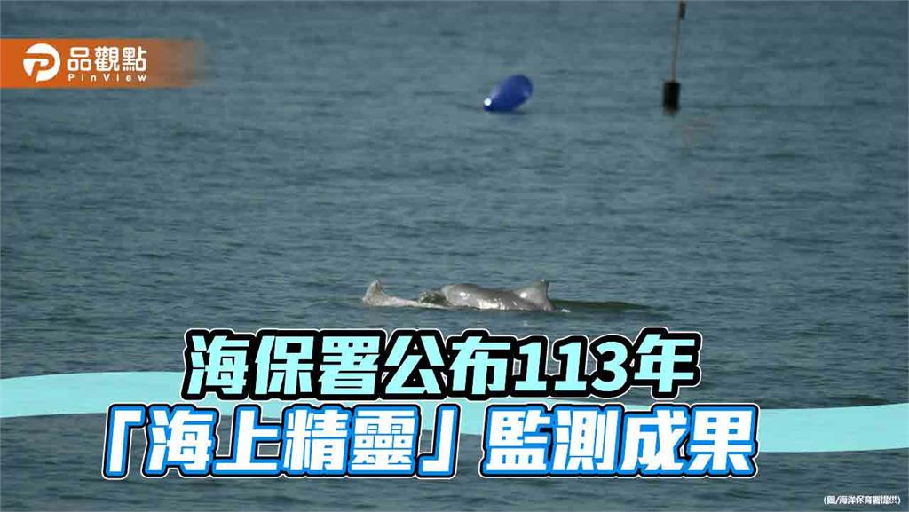 白海豚的秘密生活曝光！海保署揭開台灣海域「海上精靈」的神秘面紗