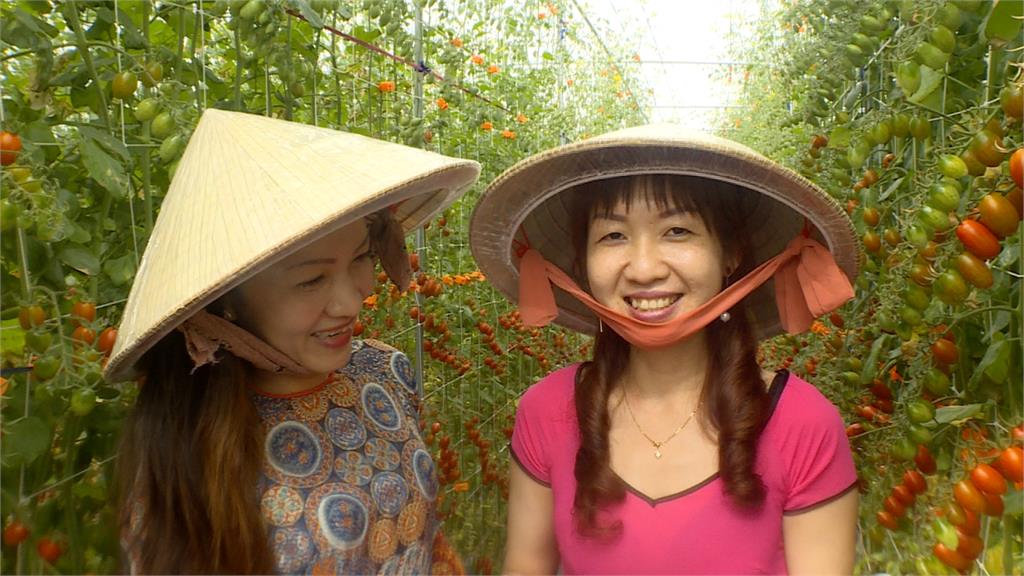 充滿異國風情的番茄園 新住民融入台灣沒有距離