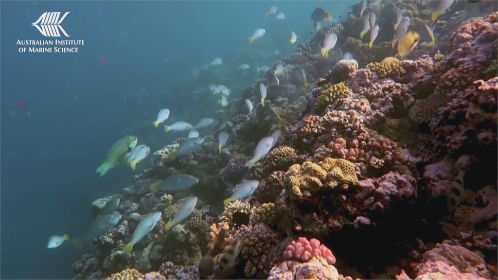 澳洲大堡礁珊瑚覆蓋率突破3成　36年來最高