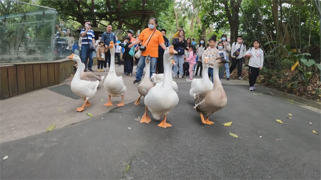 萌爆！北市動物園「家鵝」遊行　每週日上午11點　兒童動物園繞場