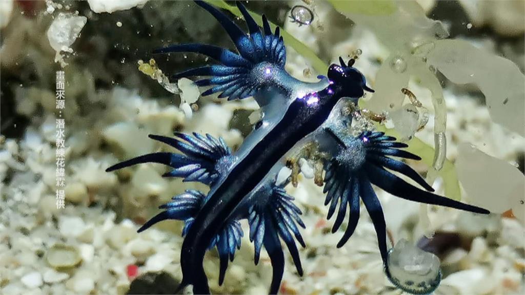 遊綠島尋找「海神」！ 「藍蛞蝓」鮮豔有毒性