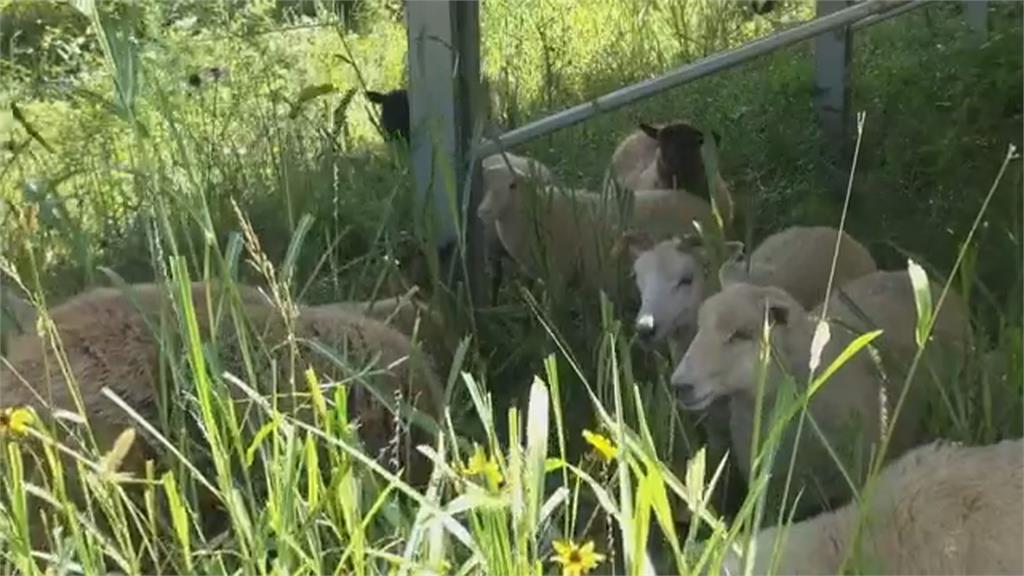 解決雜草叢生問題　太陽能農場找羊咩咩來吃草