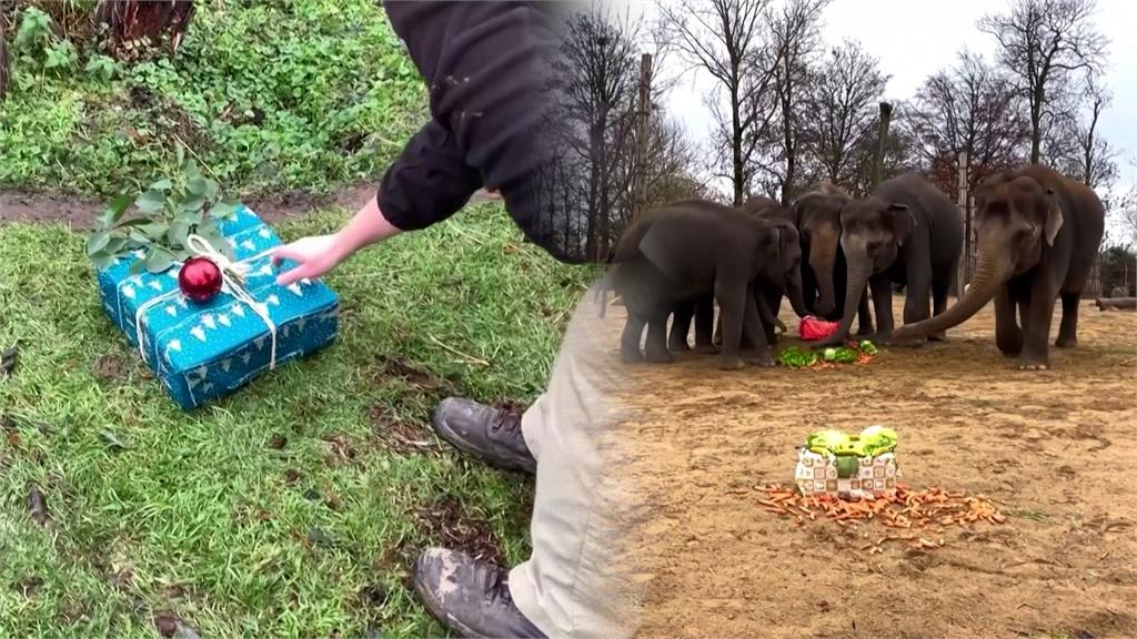 最棒耶誕節！飼育員送「7千隻動物」耶誕大餐　大象、海獅搶食超興奮